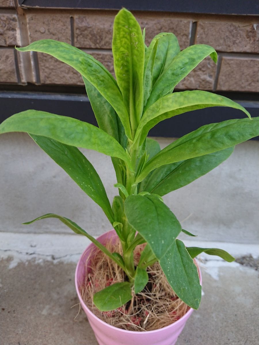 帝王貝細工にリベンジ‼️ だいぶ大きくなりました🌱