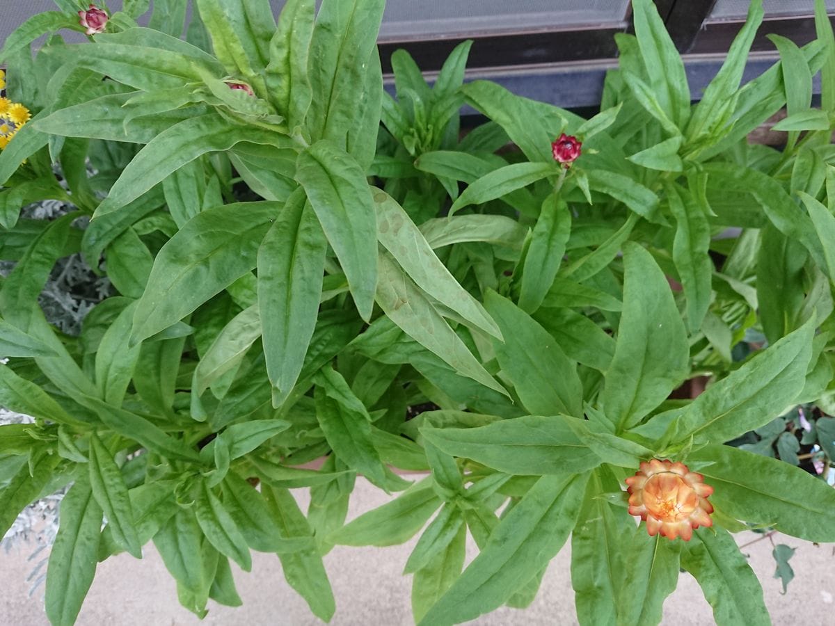 帝王貝細工にリベンジ‼️ プランターの子達も🌼