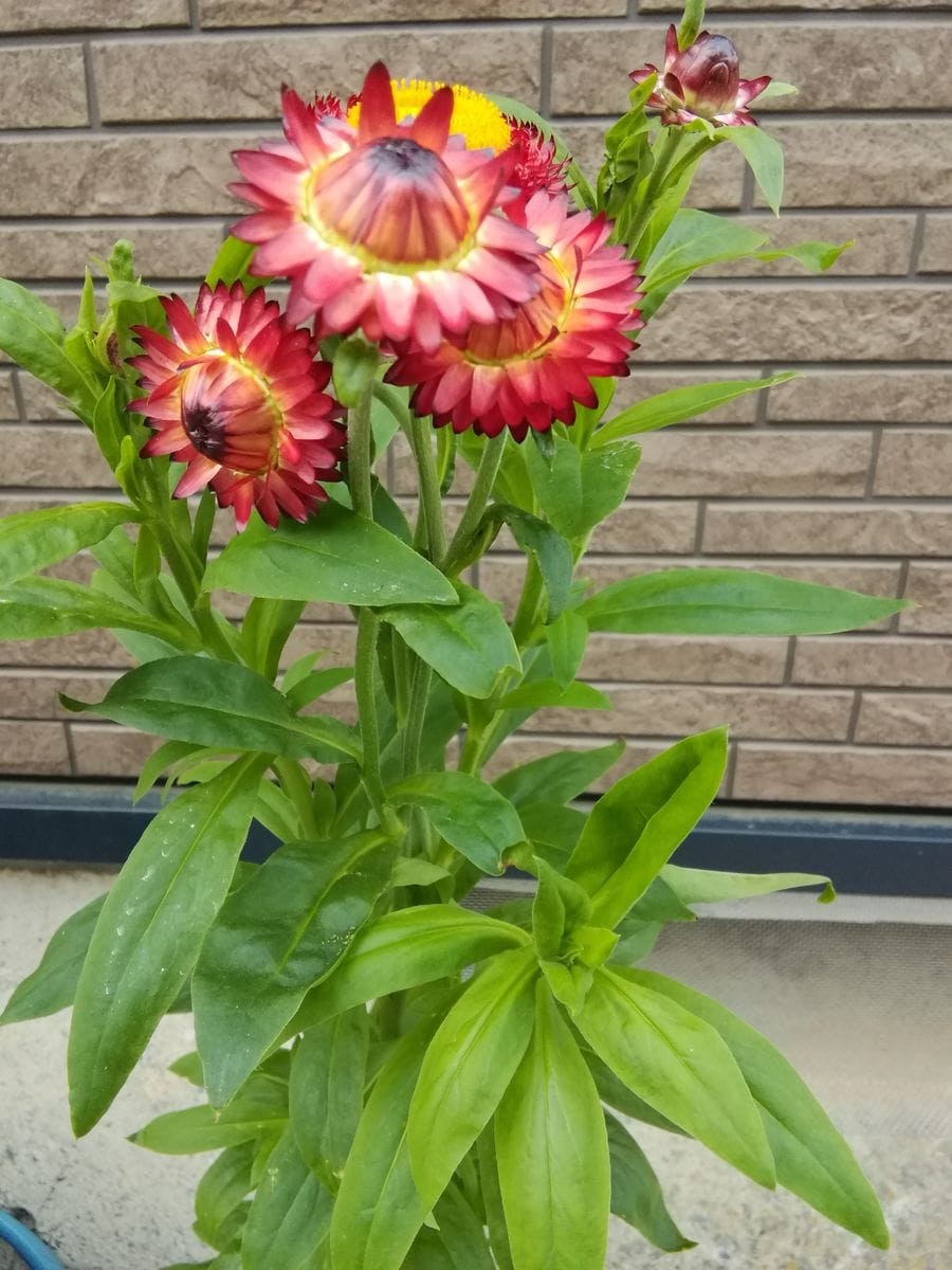 帝王貝細工にリベンジ‼️ 花チャレンジ終了です🌼