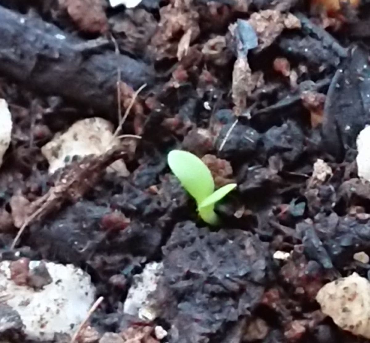 帝王貝細工にリベンジ‼️ 発芽🌱