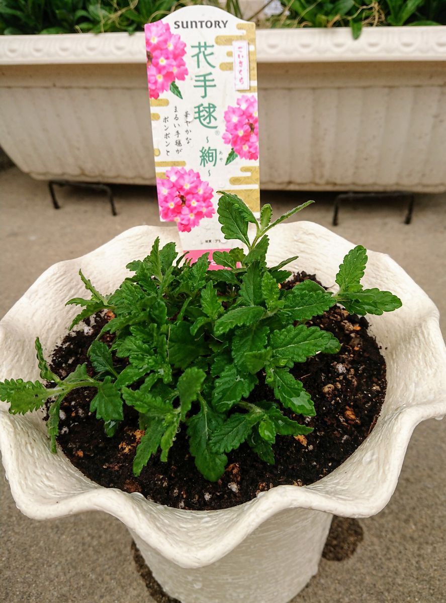 名前に惹かれて💗 鉢植え🌼