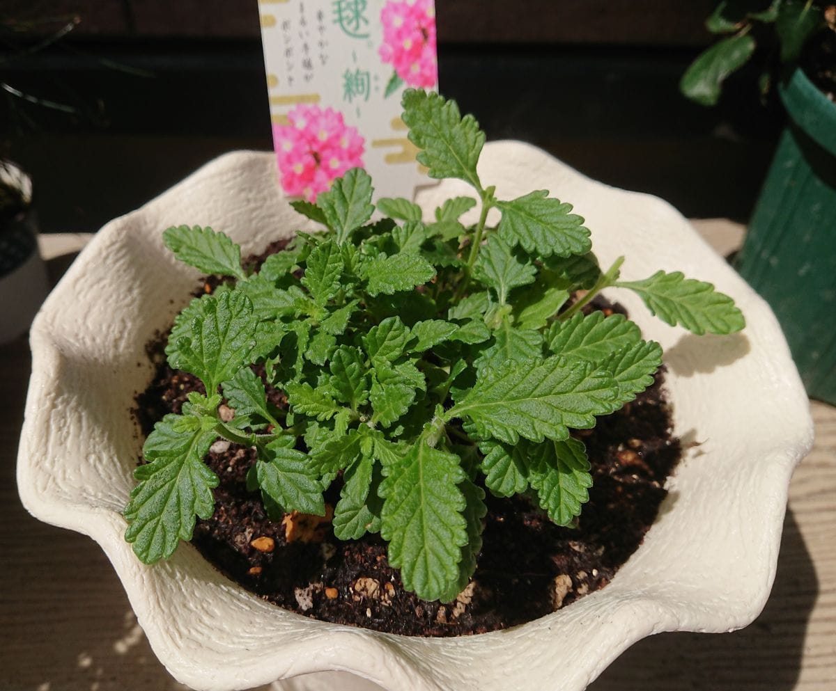 名前に惹かれて💗 初めての摘芯🌱