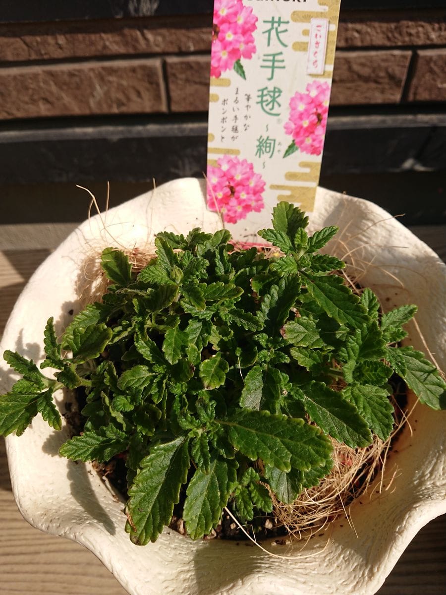 名前に惹かれて💗 あまり変わりなし🌼