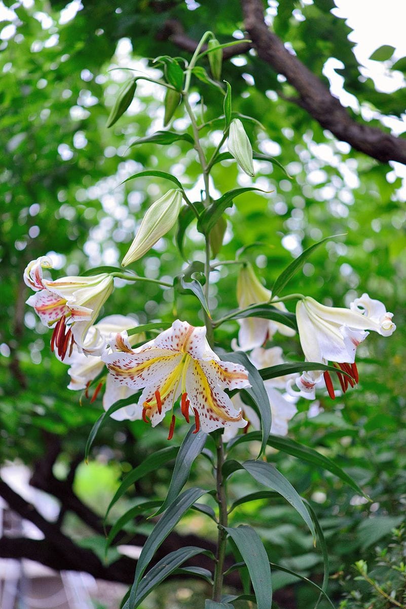 口紅山百合を立派な株に育てたい！ これ以降は下が散って上が咲く状態