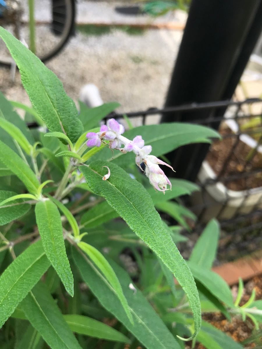 わっさわさに茂るメキシカンブッシュセージを見てみたい！ まもなく開花