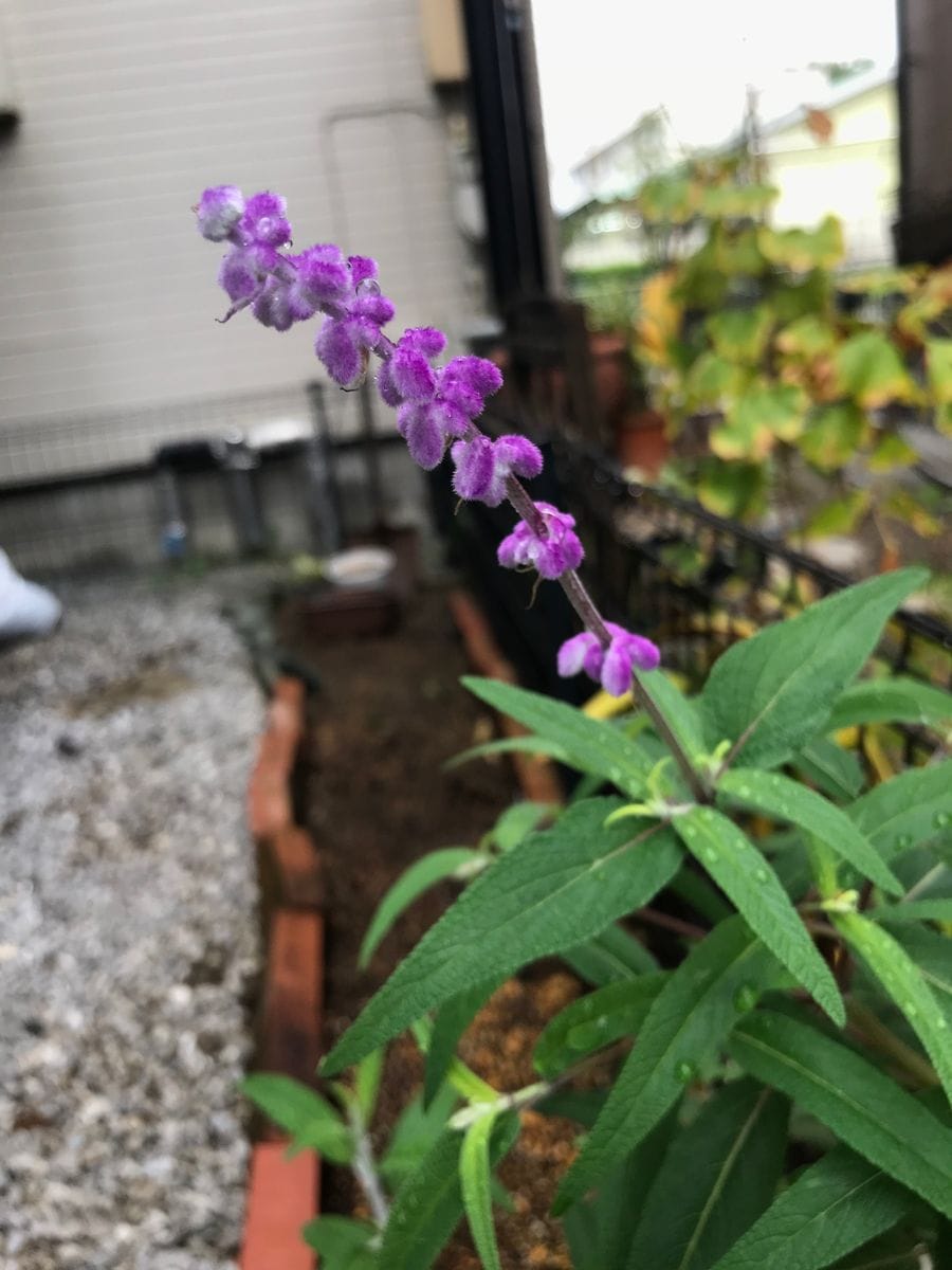 わっさわさに茂るメキシカンブッシュセージを見てみたい！ 開花