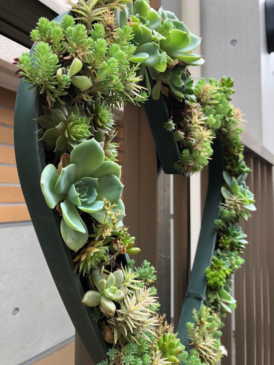 💚多肉植物とセダムのリース💚 成功💚