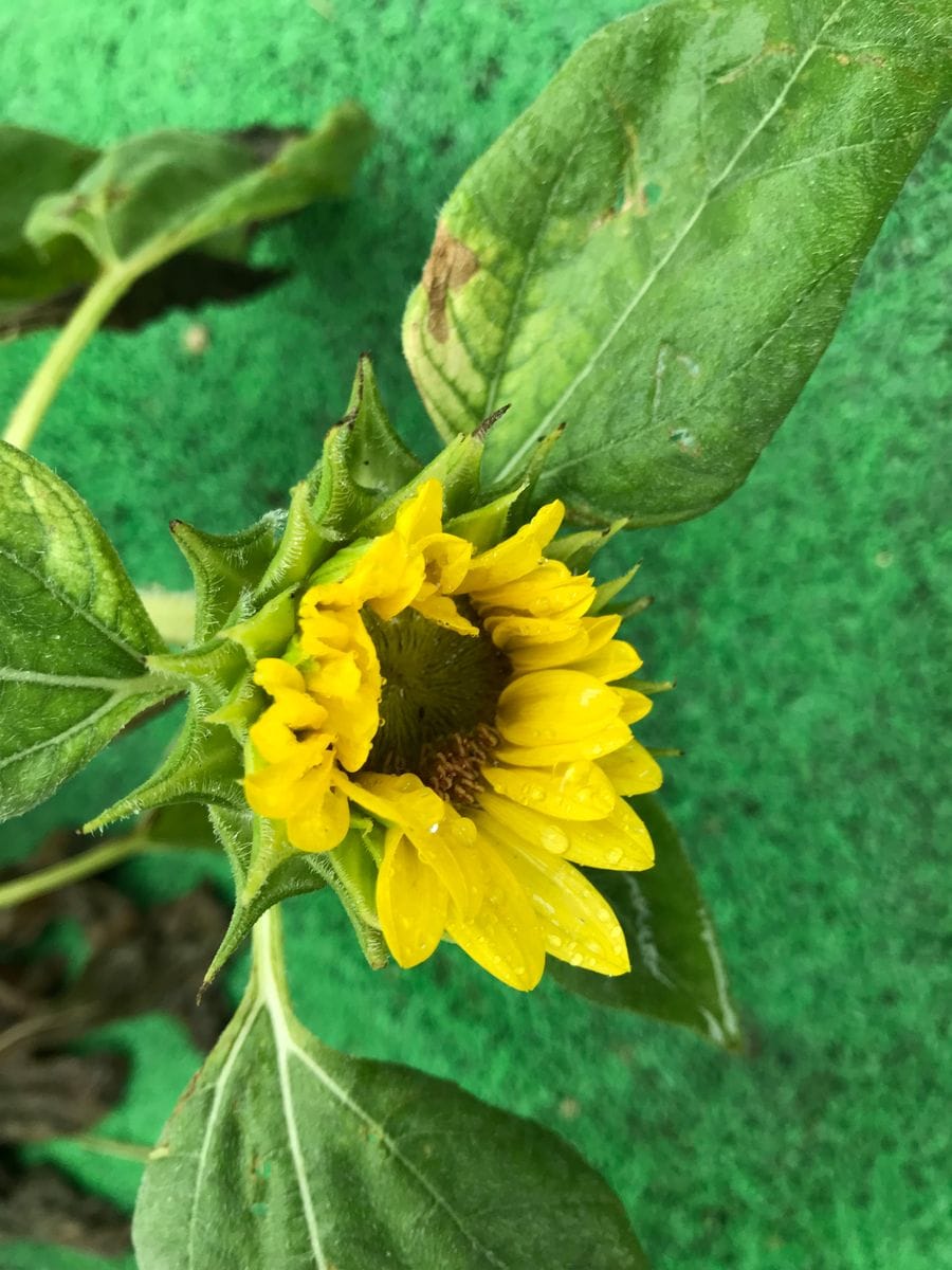 ひまわりに囲まれる2019年。第2弾🌻 台風で倒れたまま開花しました🌻