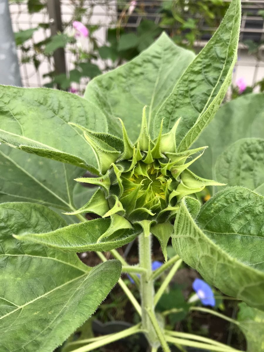 ひまわりに囲まれる2019年。第2弾🌻 台風で倒れても頑張ってます