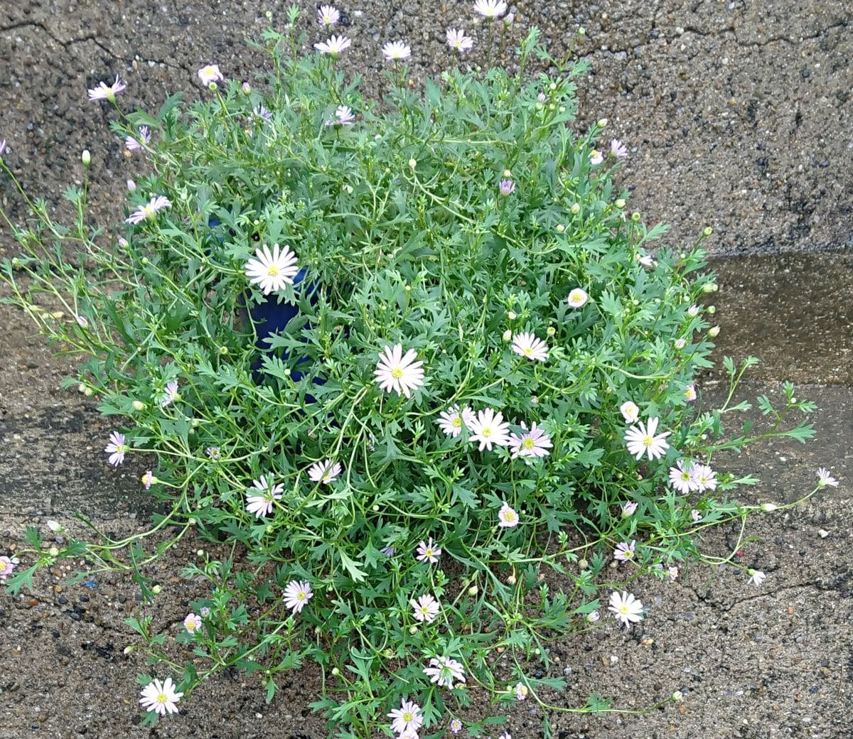 名前に惹かれて…星空マム☘️その後の記録 ☂️上がり