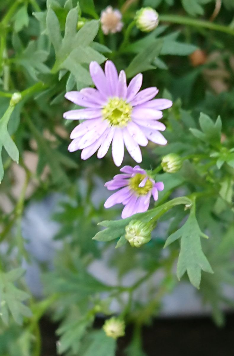 名前に惹かれて…星空マム☘️その後の記録 少しずつ…🍀(8月8日)