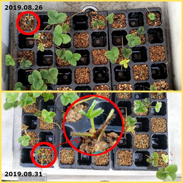 2019年　白いイチゴの苗取りと栽培(終) 2019.08.31_今日の様子