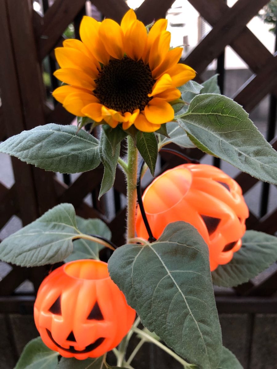 ハロウィーン🎃に素敵なヒマワリを咲かせる🎵 綺麗に開花‼︎