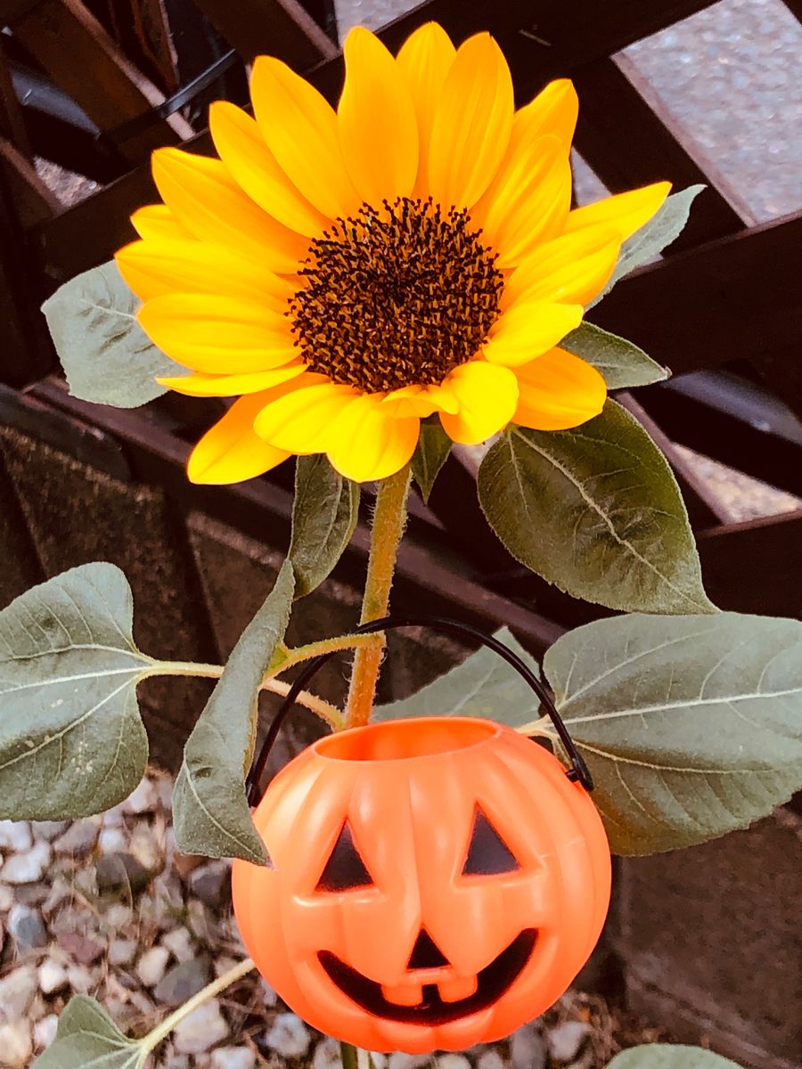 ハロウィーン🎃に素敵なヒマワリを咲かせる🎵 また来年も🌻