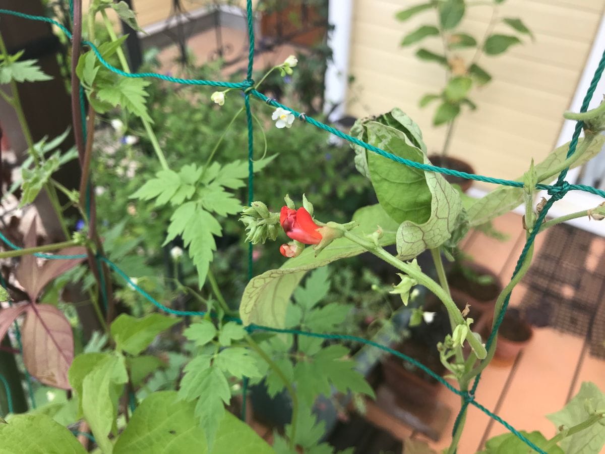 冷蔵庫で寝ていたハナマメでグリーンカーテンを作る 花豆の花が咲きました