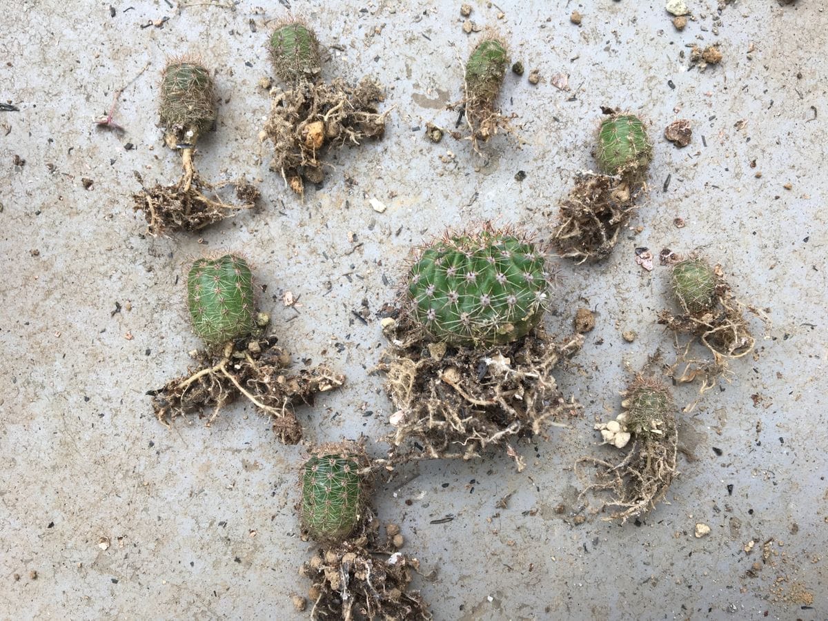 短毛丸(たんげまる) エキノプシス属エイリエシィ 🌵✂️ 根を短くカットした。