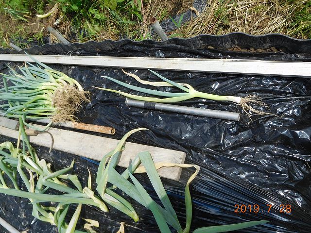 面白い根深ねぎの栽培法 根深ねぎの白扇の植え付け