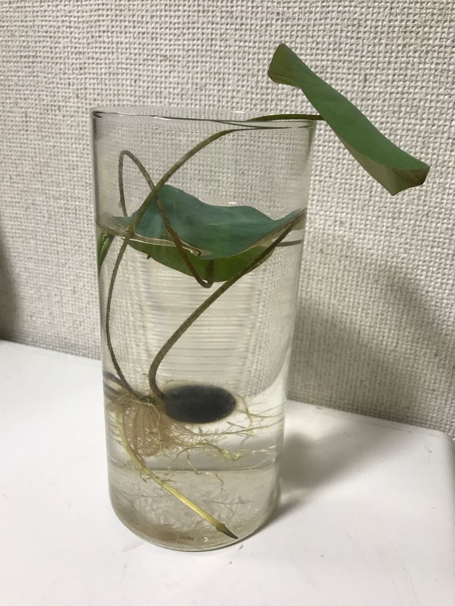 美中紅之巻。蓮を種から育ててみます。 そろそろ植付けでしょうか？