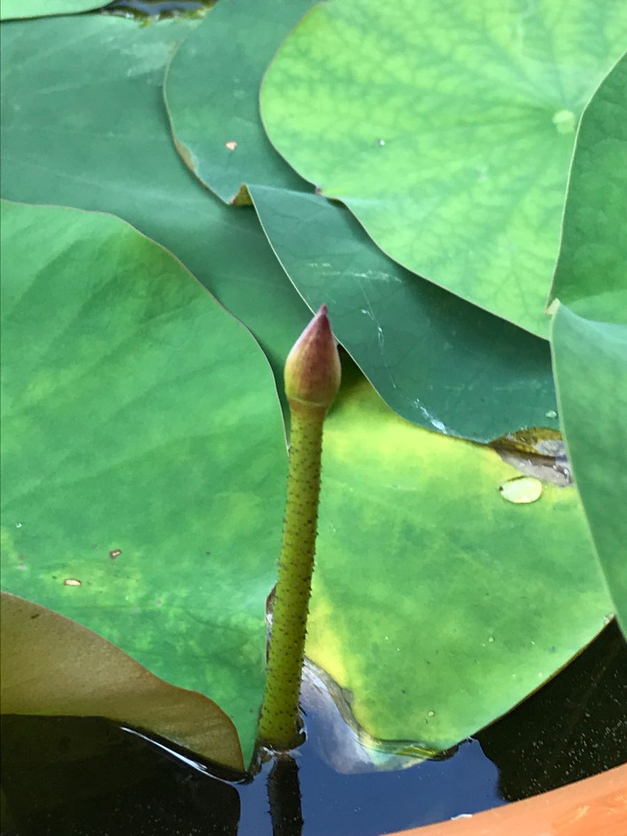 美中紅之巻。蓮を種から育ててみます。 花芽！？