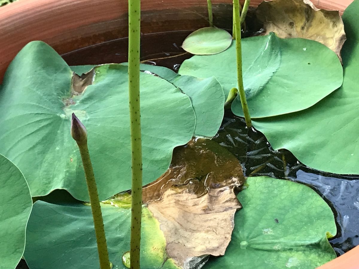 美中紅之巻。蓮を種から育ててみます。 三つ目の花芽！！！