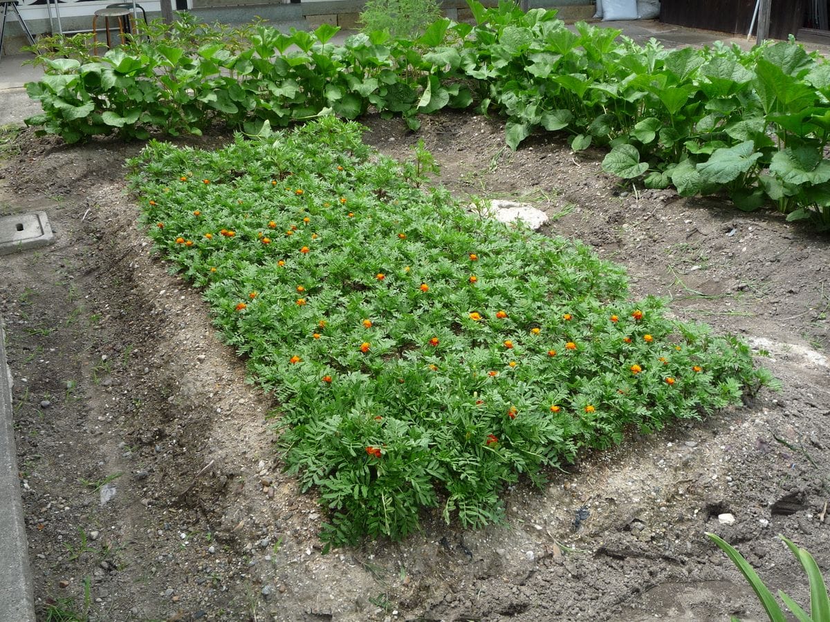 同じ育て方でも発芽率の違いにびっくり！ 花が咲きだしました