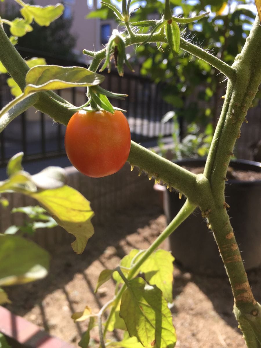 初めての秋トマト🍅〜秋に収穫出来るミニトマト〜 20190919