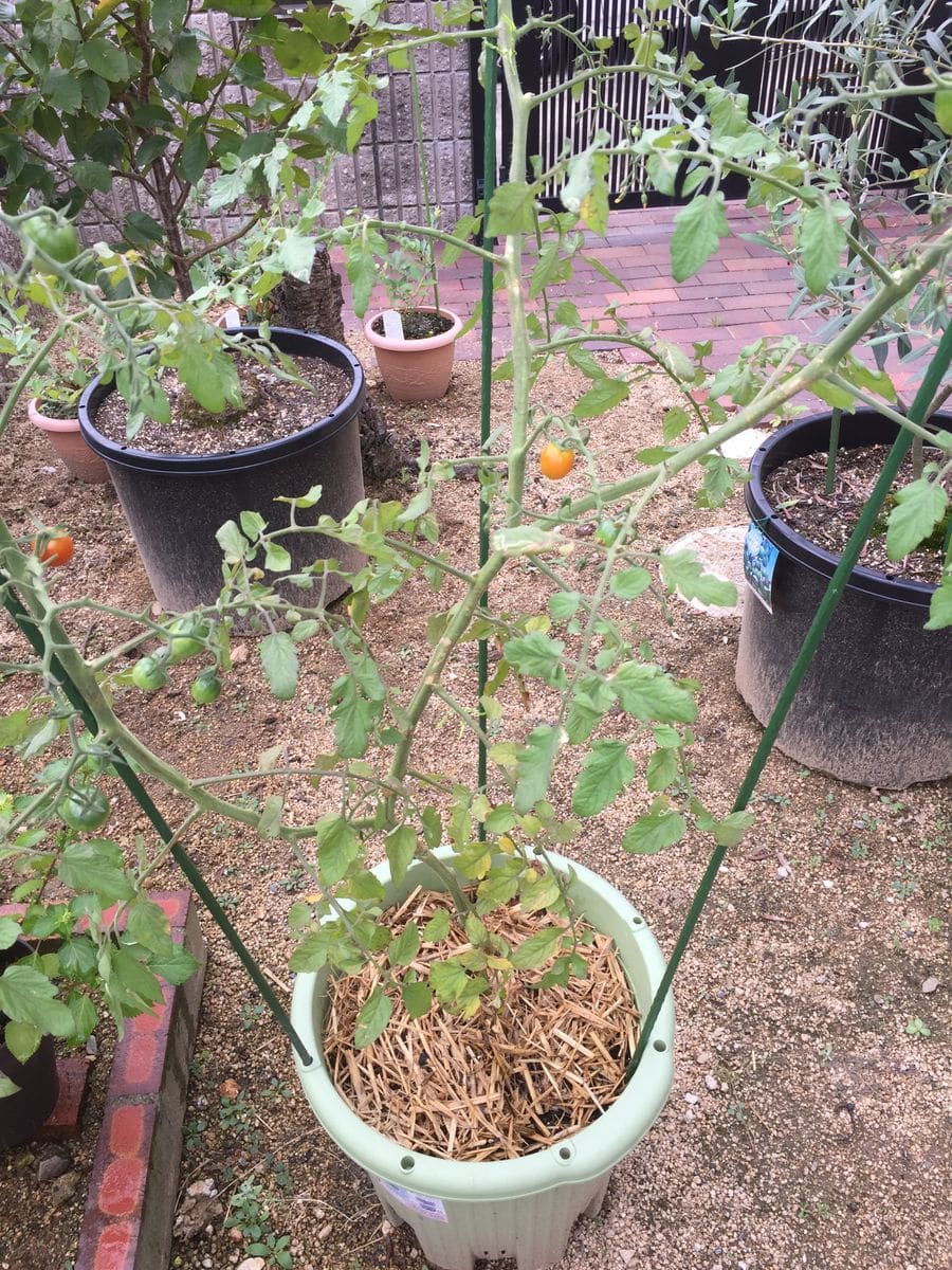 初めての秋トマト🍅〜秋に収穫出来るミニトマト〜 20190924