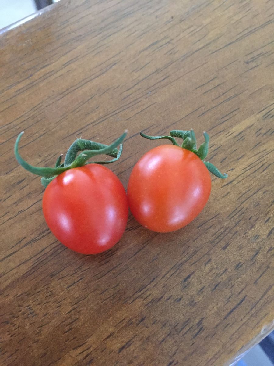 初めての秋トマト🍅〜秋に収穫出来るミニトマト〜 20190926