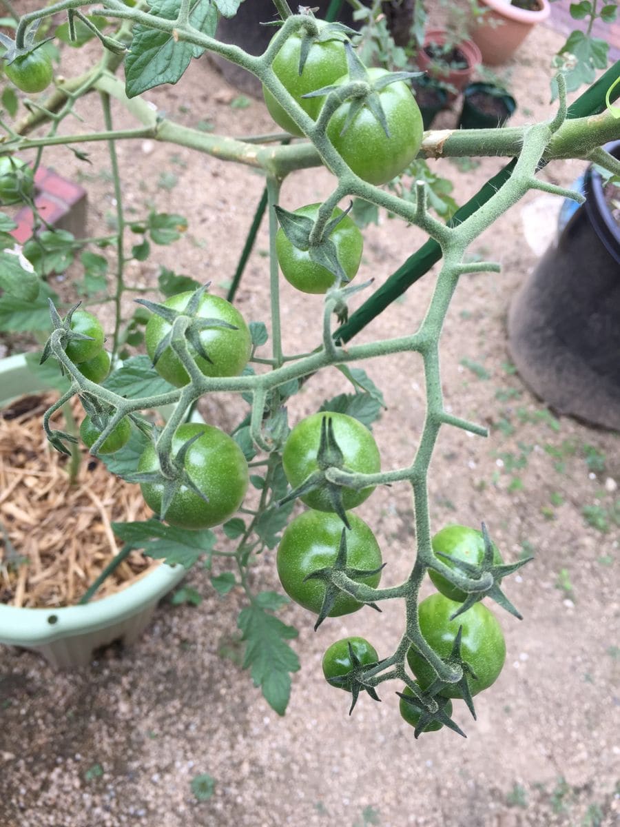 初めての秋トマト🍅〜秋に収穫出来るミニトマト〜 20191002