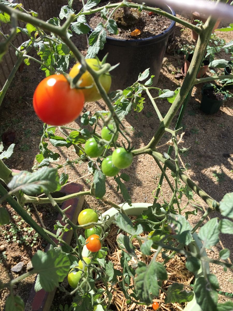 初めての秋トマト🍅〜秋に収穫出来るミニトマト〜 20191010