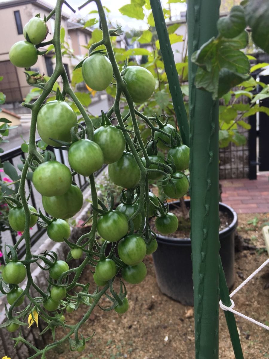 初めての秋トマト🍅〜秋に収穫出来るミニトマト〜 20191025