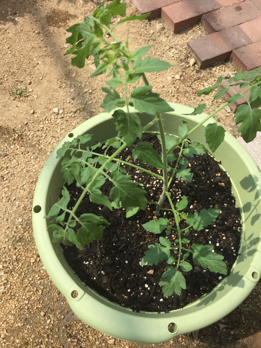 初めての秋トマト🍅〜秋に収穫出来るミニトマト〜 20190804