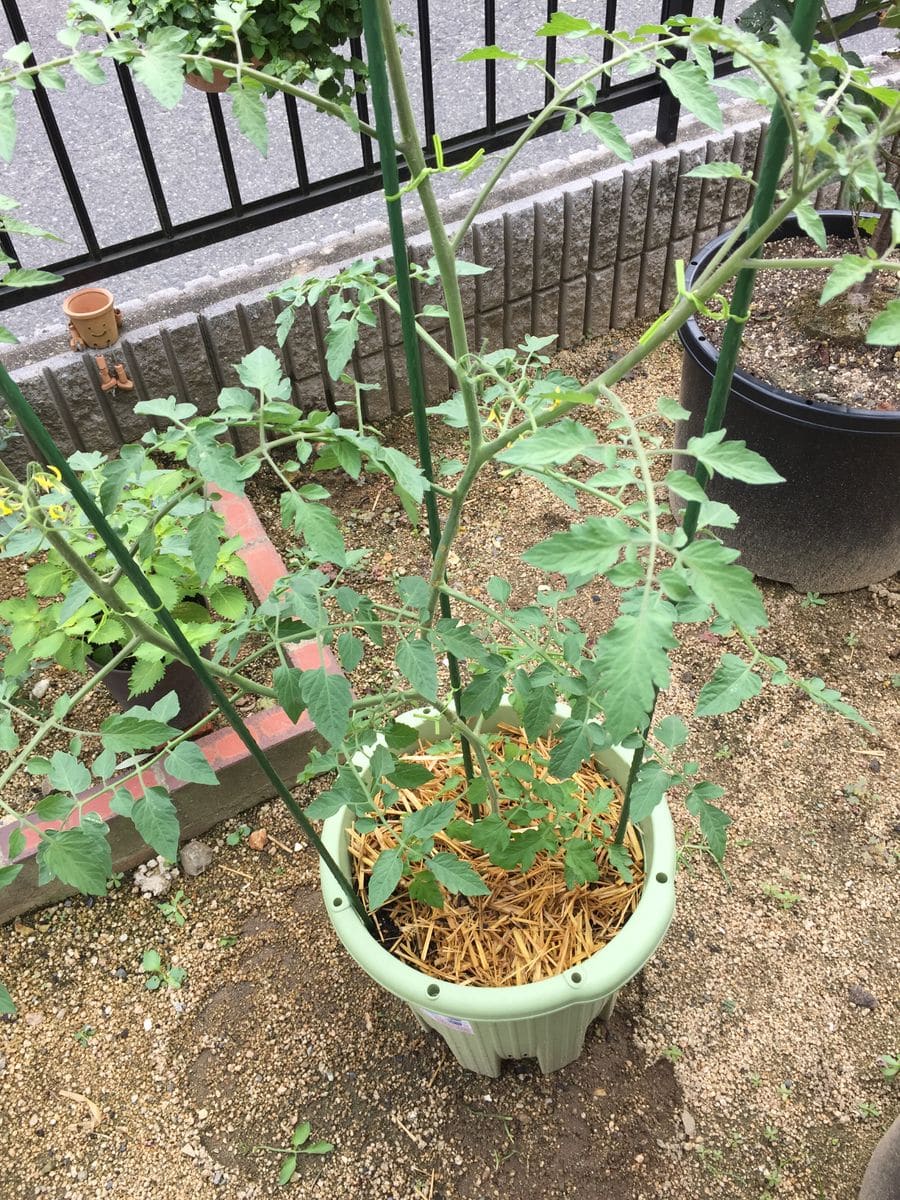 初めての秋トマト🍅〜秋に収穫出来るミニトマト〜 20190825