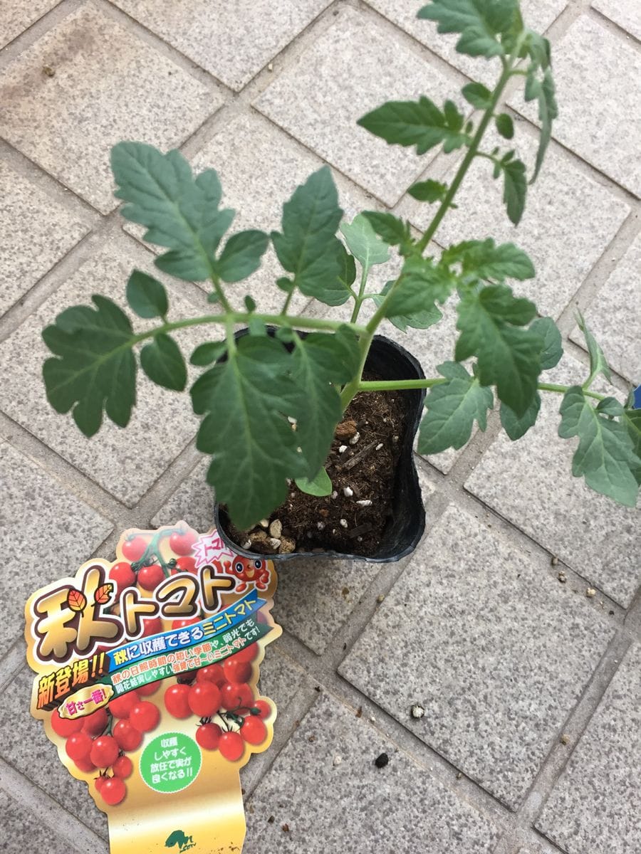 初めての秋トマト🍅〜秋に収穫出来るミニトマト〜