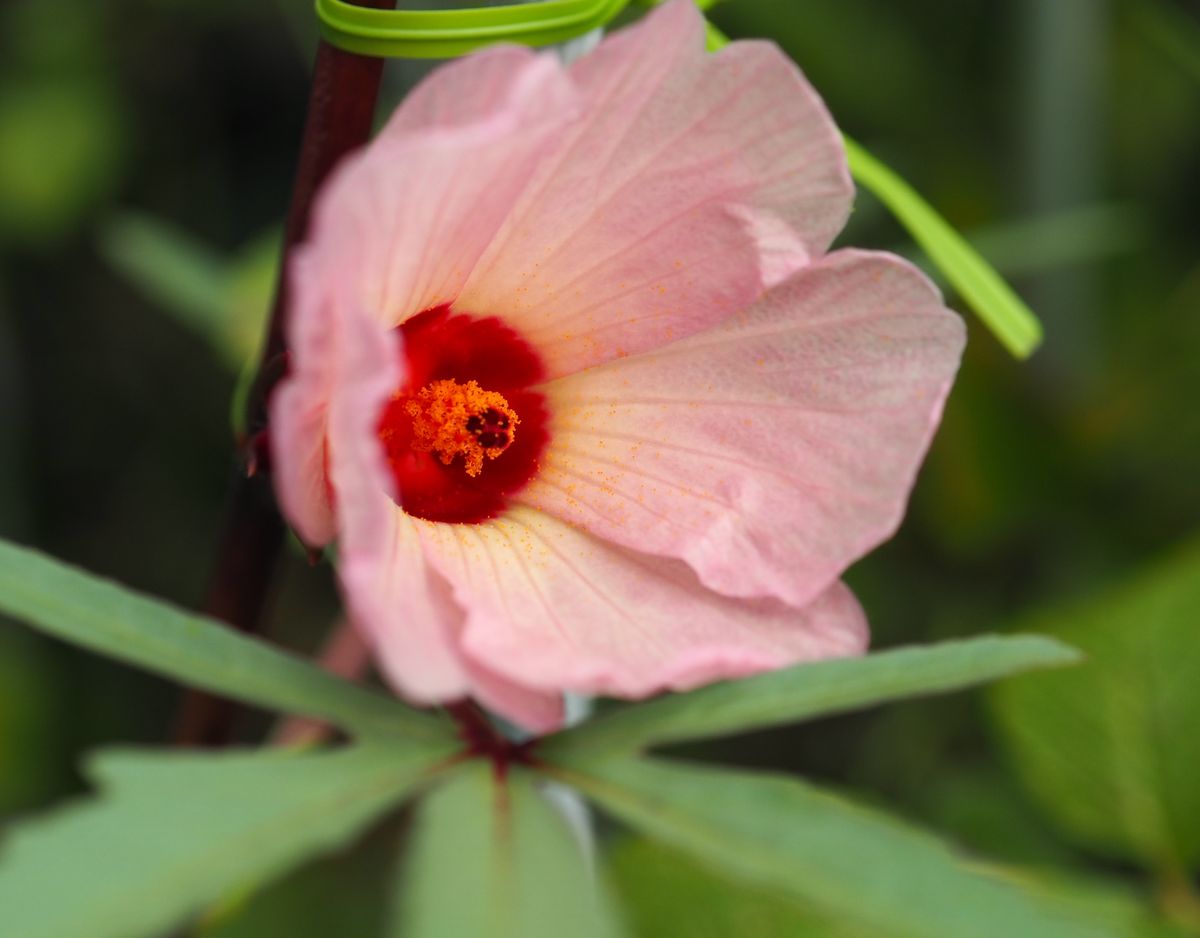 種から育てる、ハイビスカスの仲間、ローゼル 最初の花が咲いた