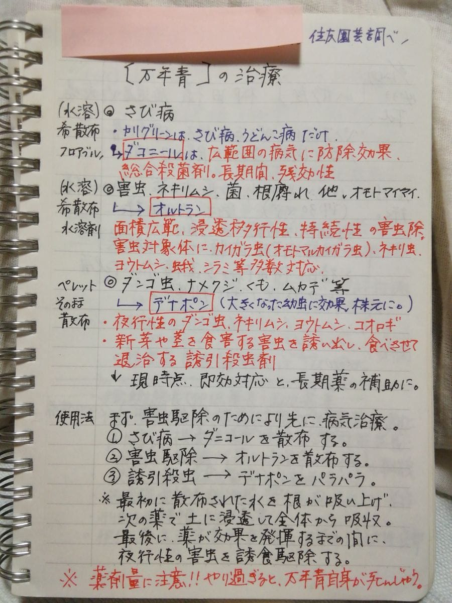 受け継いだ60年以上の万年青 2016年に徹底的治療始め！