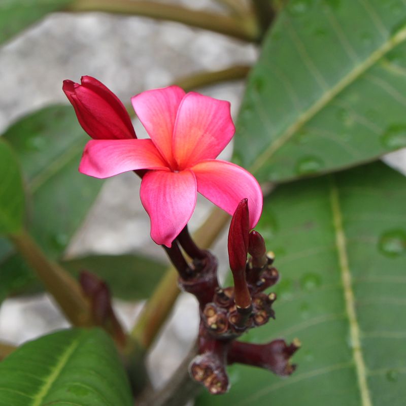 真っ赤なプルメリア 一番花の開花