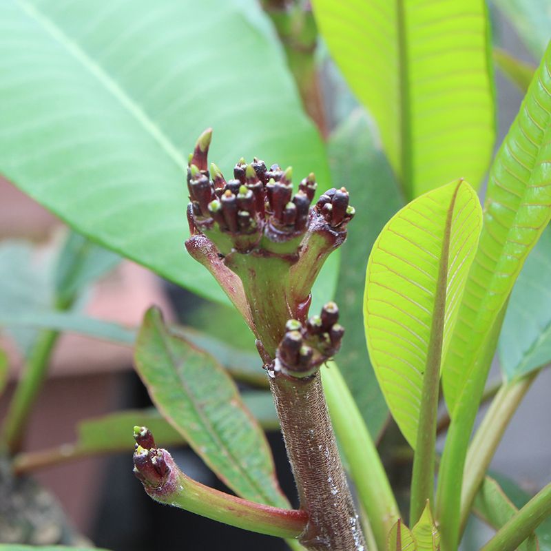 真っ赤なプルメリア すごい量の花芽！期待大