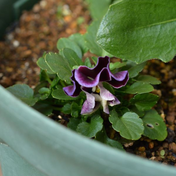 【完】2019年　年内開花を目指してパンジー・ビオラのお盆蒔き ミルフル(自家採種)、開花(01/14)