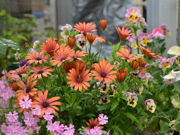 【完】2019年　年内開花を目指してパンジー・ビオラのお盆蒔き 頑張って咲いてくれました(05/10)