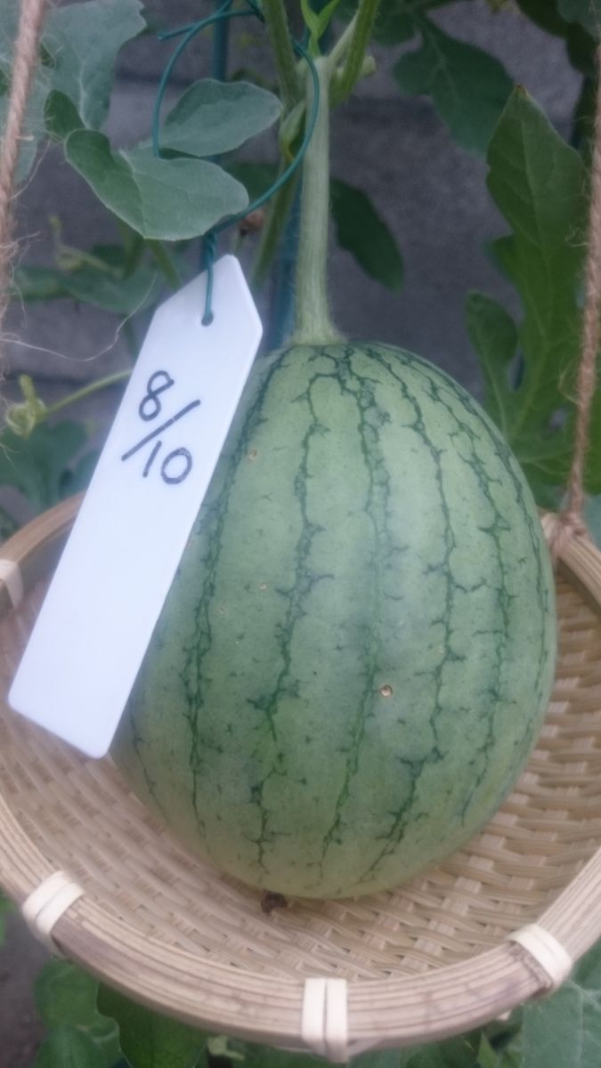 鉢植えスイカ2019🍉 8月19日