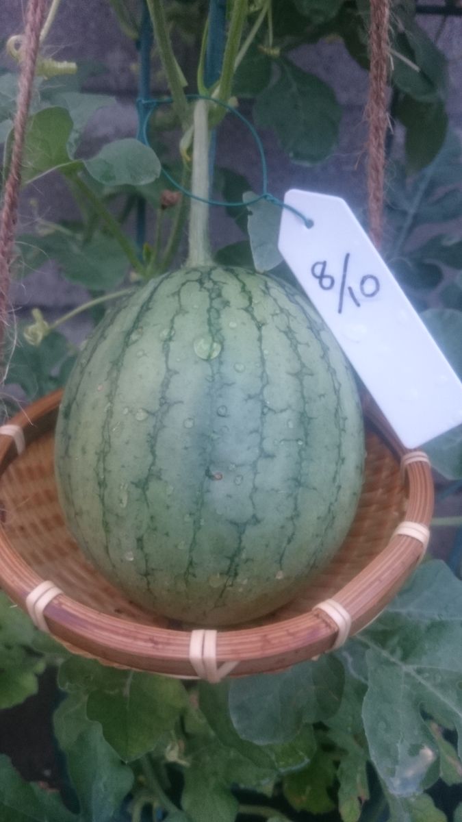 鉢植えスイカ2019🍉 8月20日