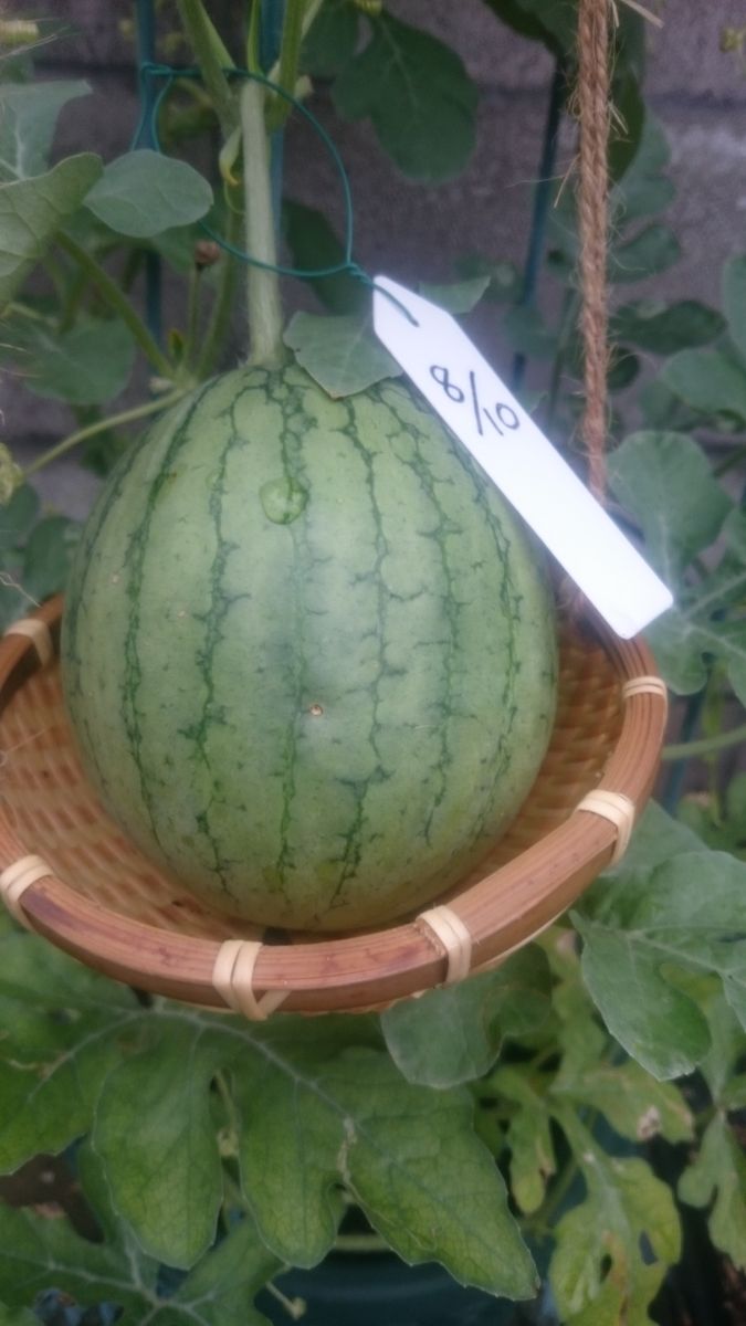 鉢植えスイカ2019🍉 8月21日