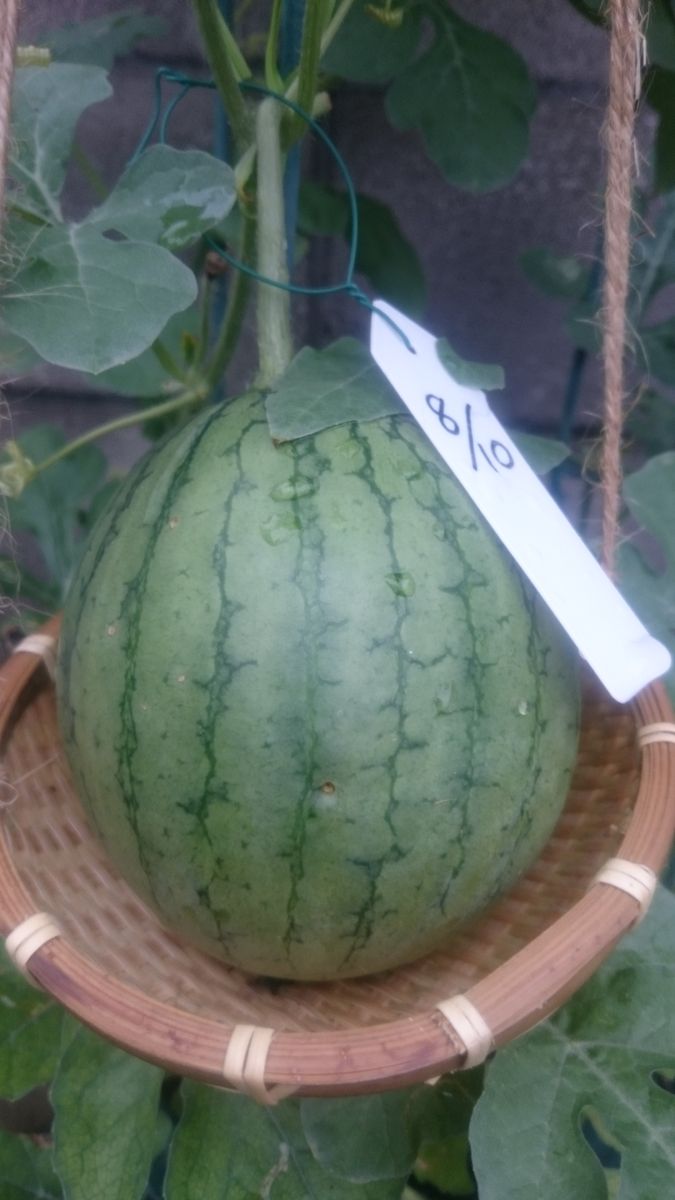 鉢植えスイカ2019🍉 8月22日