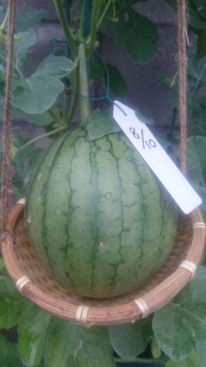 鉢植えスイカ2019🍉 8月23日