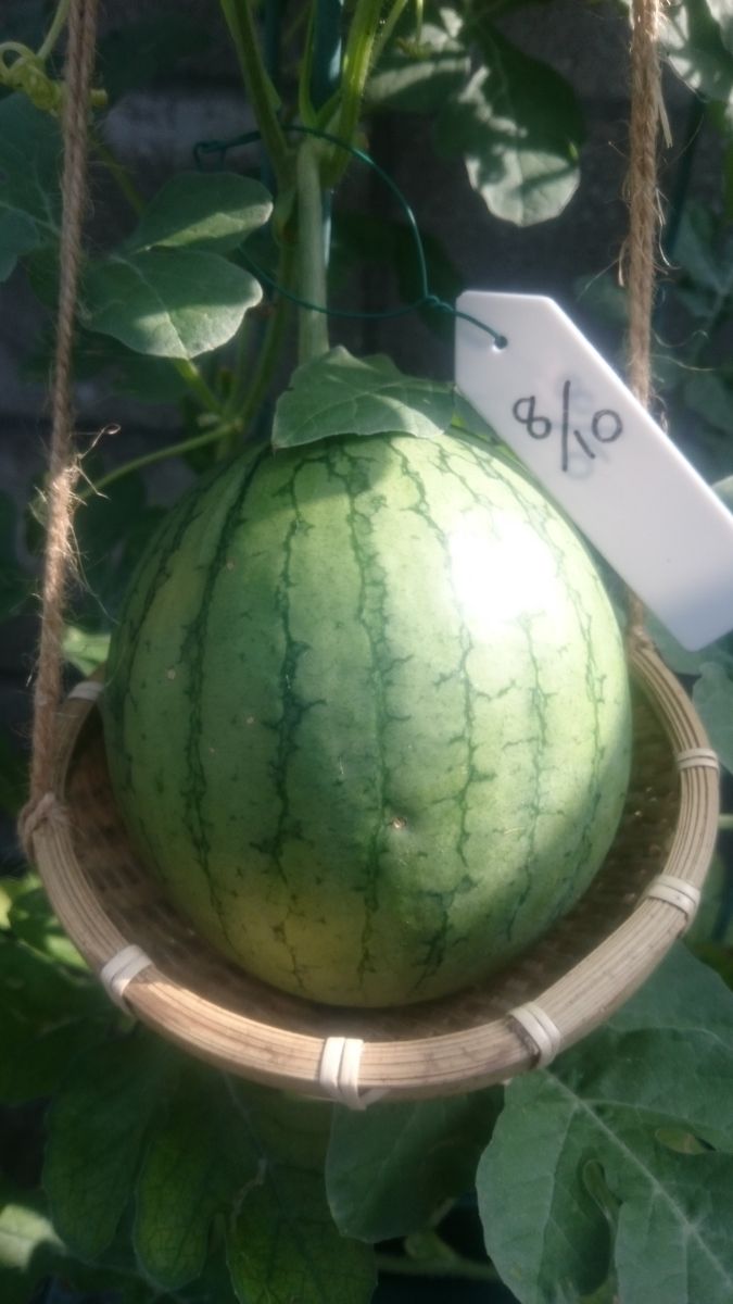 鉢植えスイカ2019🍉 8月24日