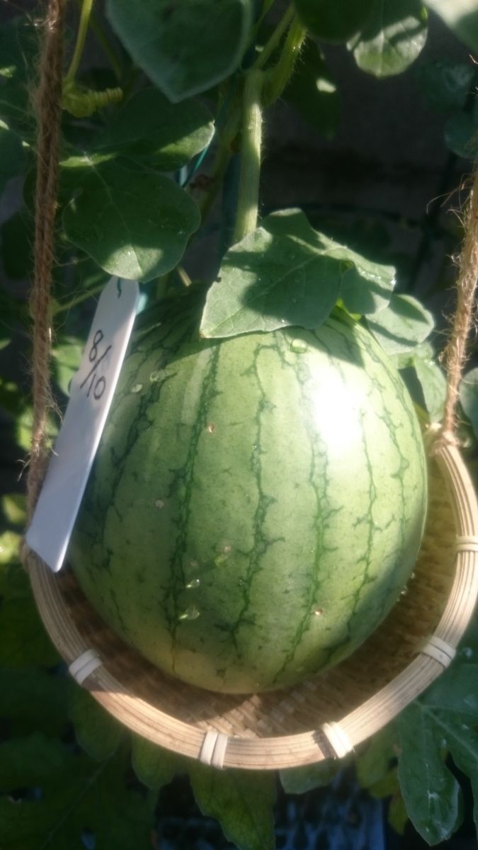 鉢植えスイカ2019🍉 8月25日