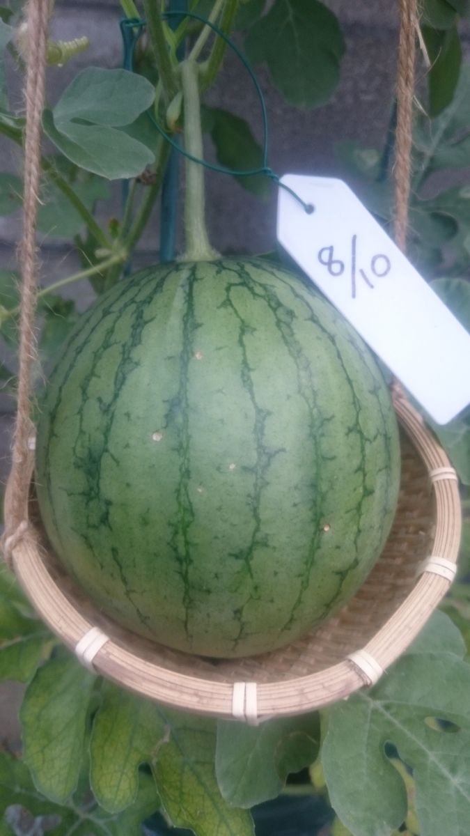 鉢植えスイカ2019🍉 8月26日