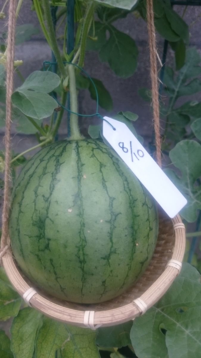 鉢植えスイカ2019🍉 8月27日