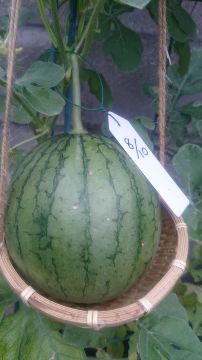 鉢植えスイカ2019🍉 8月28日